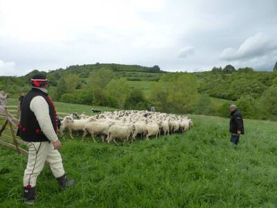 Obraz 7: Poświęcenie owiec w Przybędzy