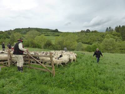 Obraz 22: Poświęcenie owiec w Przybędzy