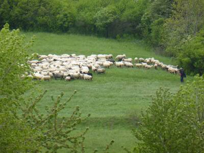 Obraz 23: Poświęcenie owiec w Przybędzy