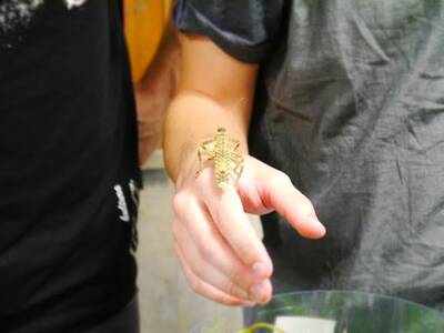 Obraz 3: XV Ogólnopolskie Dni Owada w Krakowie