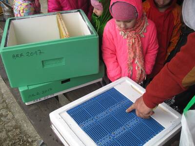 Obraz 23: Pozwólmy pszczołom zapylać rośliny i wyt...