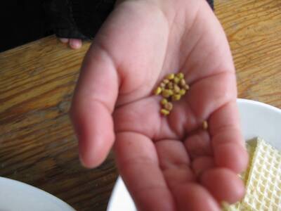 Obraz 24: Pozwólmy pszczołom zapylać rośliny i wyt...