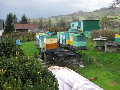 Obraz 30: Pozwólmy pszczołom zapylać rośliny i wyt...