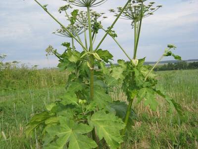 Obraz 2: Uwaga na Barszcz Sosnowskiego!