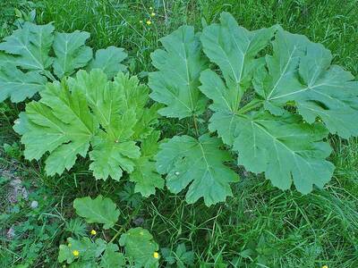 Obraz 4: Uwaga na Barszcz Sosnowskiego!