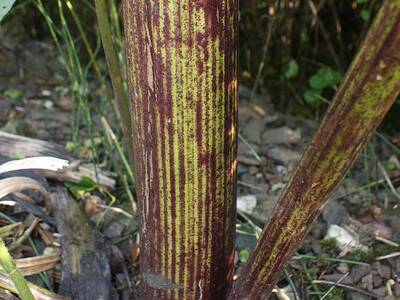 Obraz 5: Uwaga na Barszcz Sosnowskiego!