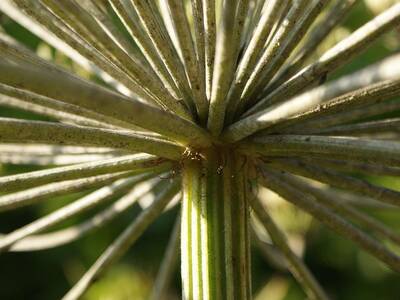 Obraz 7: Uwaga na Barszcz Sosnowskiego!