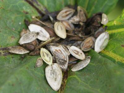 Obraz 8: Uwaga na Barszcz Sosnowskiego!