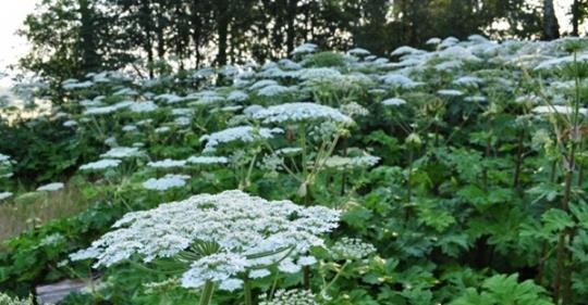 UWAGA NA BARSZCZ SOSNOWSKIEGO!