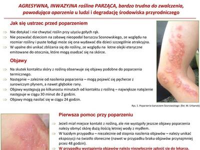 Obraz 2: UWAGA NA BARSZCZ SOSNOWSKIEGO!