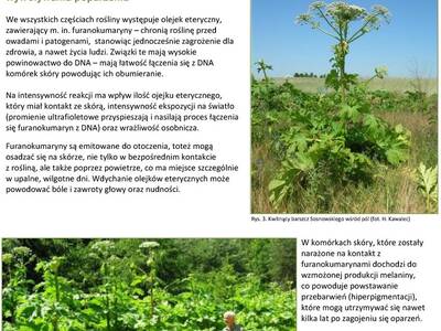 Obraz 3: UWAGA NA BARSZCZ SOSNOWSKIEGO!