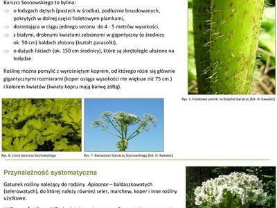 Obraz 4: UWAGA NA BARSZCZ SOSNOWSKIEGO!