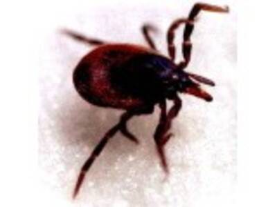 Borelioza - najczęstszą chorobą wśród rolników