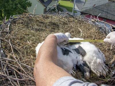 Obraz 2: BOCIANY TAURONA Z OBRĄCZKAMI