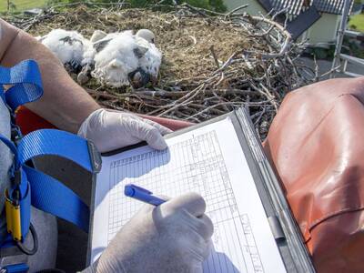 Obraz 3: BOCIANY TAURONA Z OBRĄCZKAMI