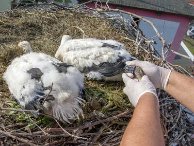 Obraz 4: BOCIANY TAURONA Z OBRĄCZKAMI