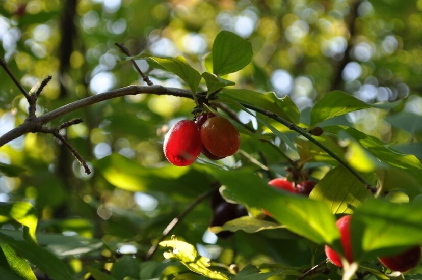 KLUB GAJA: Rewolucja na talerzu czyli konkurs &#039;&#039;Dzikie...