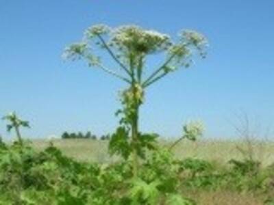 UWAGA: Barszcz Sosnowskiego - agresywna, inwazyjne...