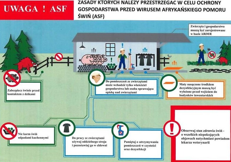 Akcja informacyjna dot. afrykańskiego pomoru świń ASF