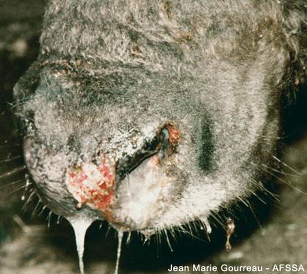 Informacja o PRYSZCZYCY u zwierząt dla hodowców zwierząt...