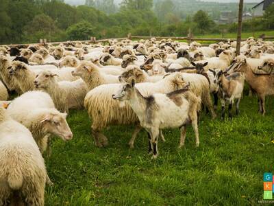 Obraz 48: REDYK 2019 w Przybędzy