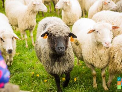 Obraz 77: REDYK 2019 w Przybędzy